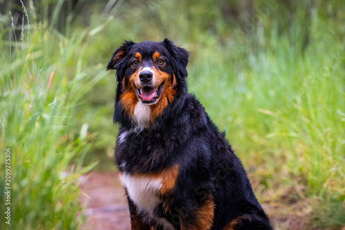 An Australian shepherd explores a lush Montana backcountry forest trail off leash, surrounded by towering trees and pristine wilderness.