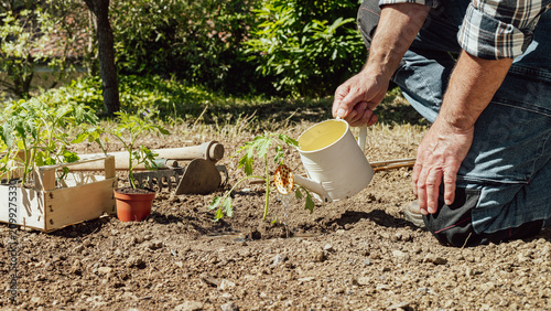 Close-up of a farmer's hands watering a tomato plant in an organic field with an old metal watering can. Garden work in spring. Traditional agriculture.