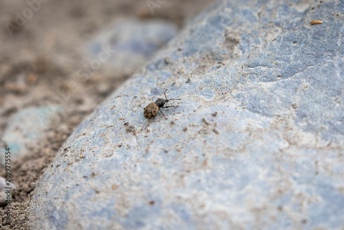 A Montana beetle rests on a rock in the forest, showcasing the small details of native wildlife within a lush natural ecosystem.