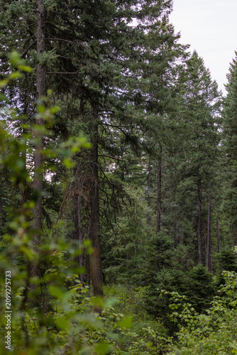 Dense evergreen forests and native shrubs blanket the landscape near Whitefish, Montana, creating a peaceful wilderness scene in the heart of the northern Rockies.