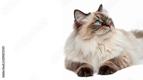 Fototapeta na wymiar Beautiful fluffy ragdoll cat sitting looking sideways isolated on transparent background