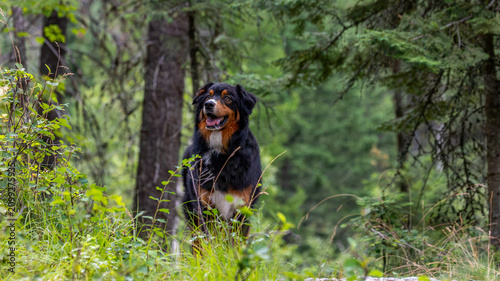 Dog Exploring the forests of Northwest Montana, Summer Hikes with Dogs in Montana