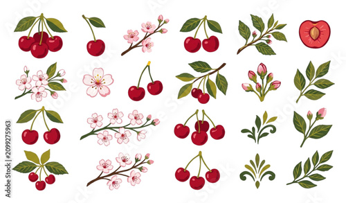 Hand drawn cherry botanical vector set with red berries flowers and leaves in gouache style isolated on white background