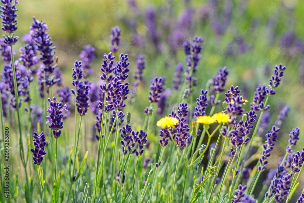 Obraz premium True lavender with typical purple flowers on lavenderfield with three yellow flowers.