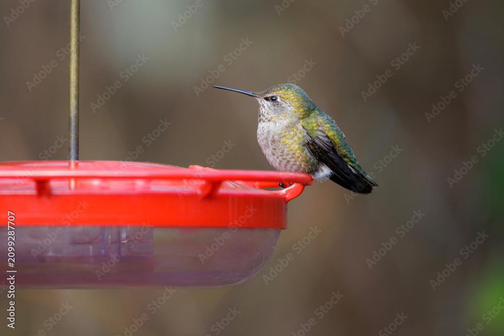 Fototapeta premium anna's hummingbird