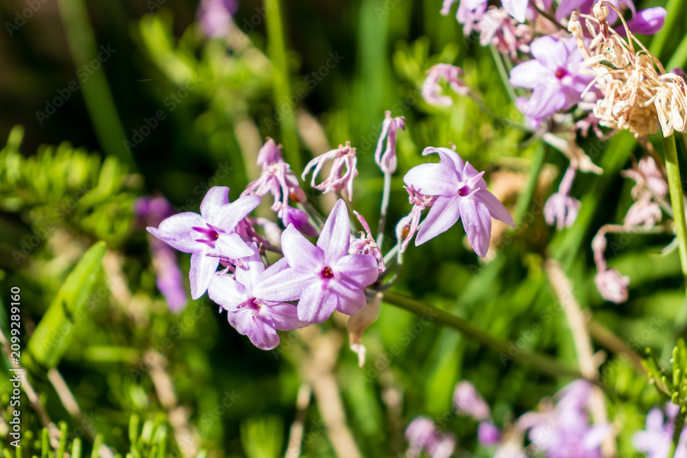 Naklejka premium Close-Up Of Delicate Purple Wildflowers Blooming In Sunlit Green Garden With Soft Pink Petals