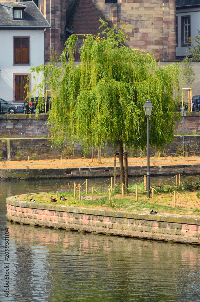 Fototapeta premium Sauce llorón junto al río Ill en Estrasburgo, Alsacia, Francia
