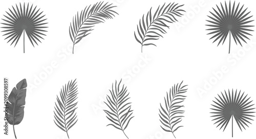 Photos Collection of eight stylized palm leaf silhouettes in various shapes and sizes K