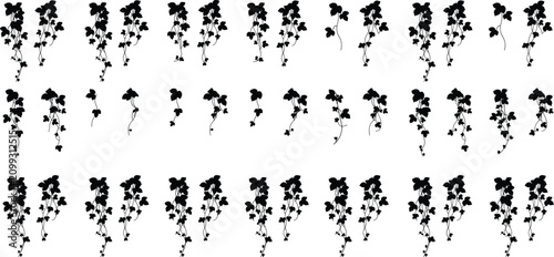 Schilderij op canvas Silhouette of Ivy Vines Growing and Twisting in Multiple Stages on White Backgro