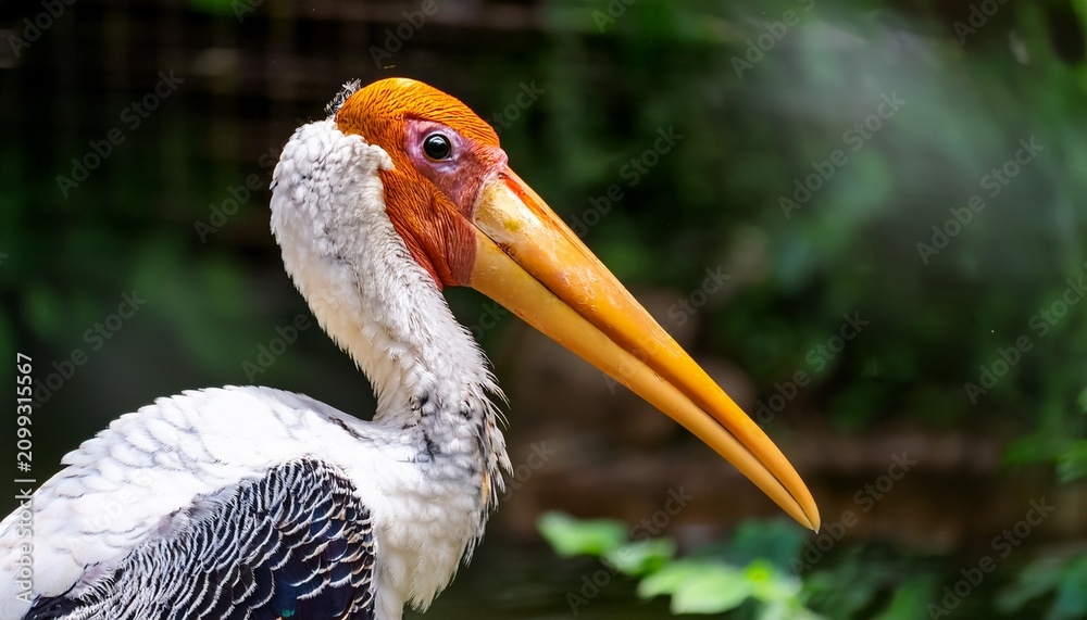 Fototapeta premium painted stork at the zoo mycteria leucocephala in nature in asia