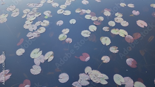 Billede på lærred Natural background of aquatic plant in water
