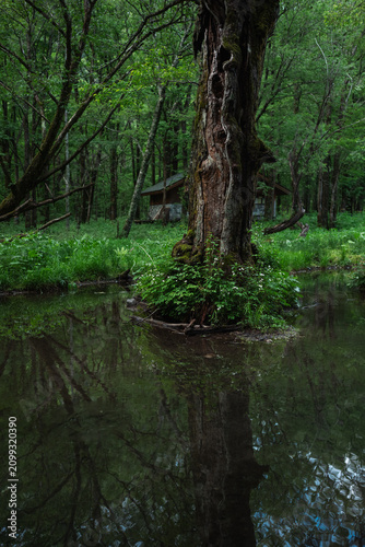 Forest tree creek reflectio...