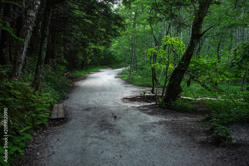 Forest path trail tree wood...