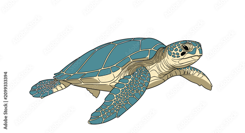 Obraz premium Beautiful blue sea turtle swimming gracefully against a clean white background in detailed hand drawn style.