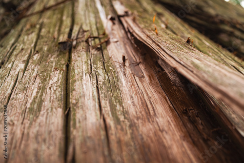 Wood plank grain texture we...