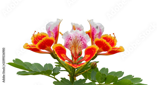 Pride of barbados flowers cluster isolated on transparent background vibrant tropical bloom