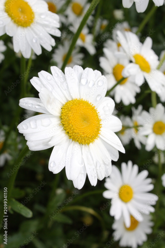 Obraz premium A bright daisy with a yellow center stands out among a field of white flowers.
