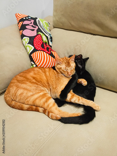 Ginger tabby cat and black cat cuddling together affectionately on a beige couch, resting near a colorful patterned pillow, sharing a warm, peaceful embrace indoors at home.