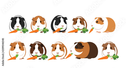 Collection of ten adorable guinea pigs in various colors and breeds happily eating fresh carrots on white background.