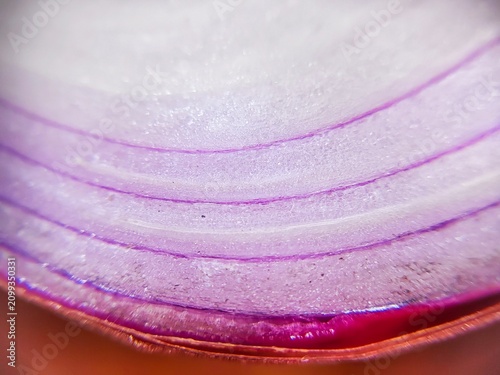 Cuadro en lienzo extreme macro surface texture of sliced ​​red onion