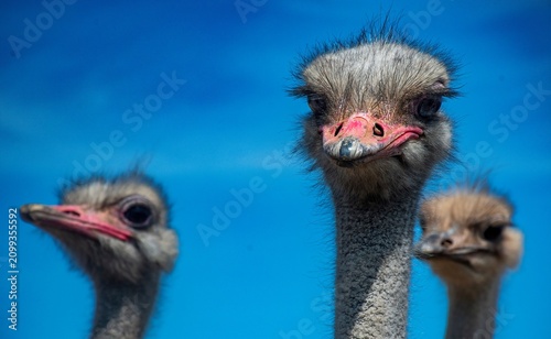 Konstfotografi A wobble of curious common ostriches.