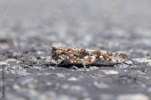 Fotografie blue-winged locust (sphingonotus caerulans) photographed in lateral view, found