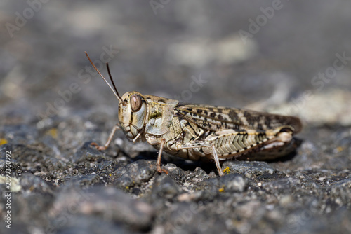 Фотография female italian locust (calliptamus italicus)  found in Brandenburg in Eastern Ge