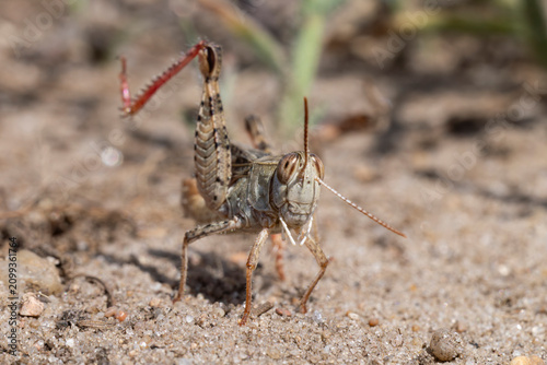 Fotografía stridulating male italian locust (calliptamus italicus) with intense red hind le