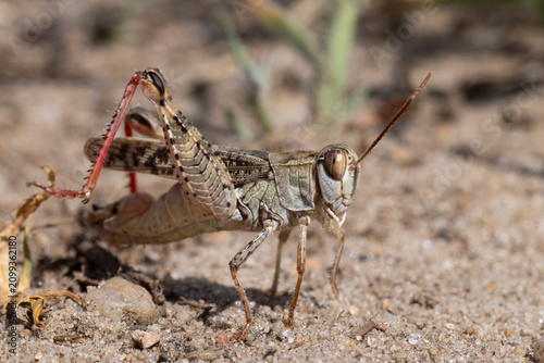 Konstfotografi stridulating male italian locust (calliptamus italicus) with intense red hind le