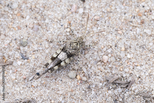 Картината върху платно female blue-winged grasshopper (oedipoda caerulescens)  photographed from above
