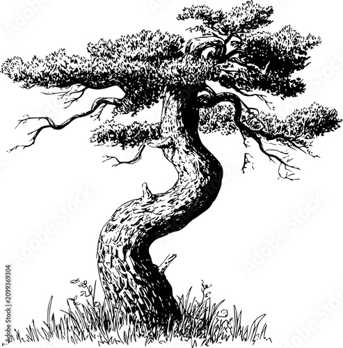 Foto 野生の草の中に立つ、ねじれた古代の盆栽の松の木の詳細な白黒インク画