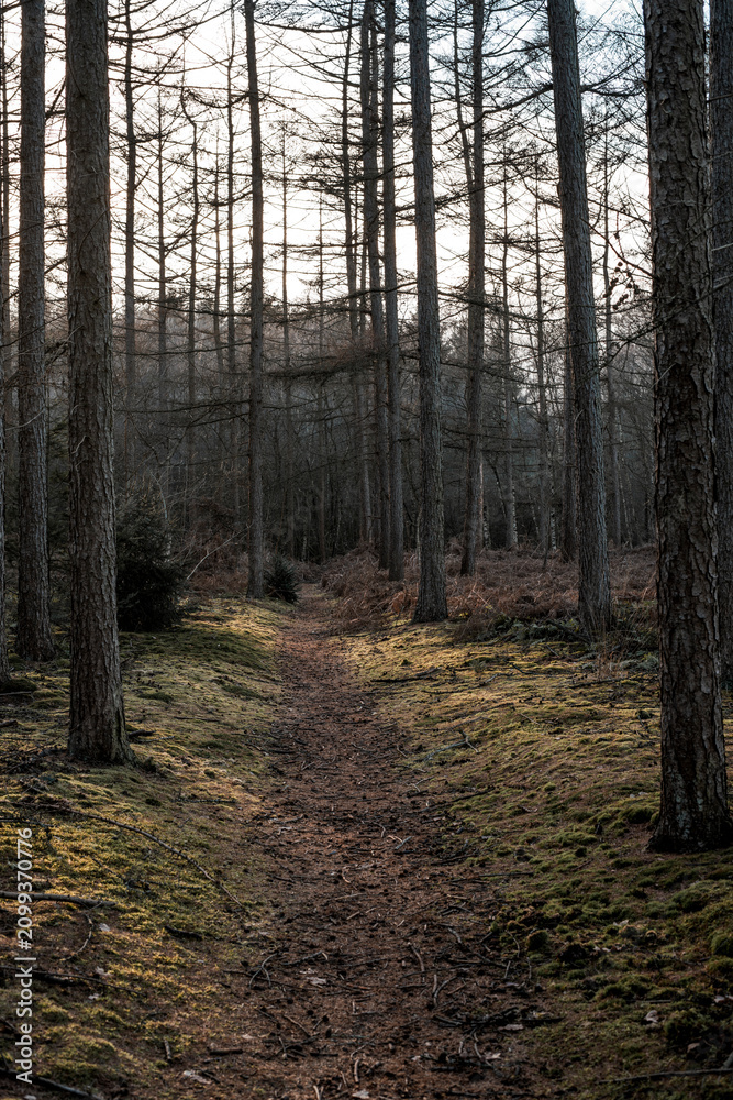 Fototapeta premium Moss-covered forest trail winding through tall pine trees with soft dappled light and a narrow earthy path