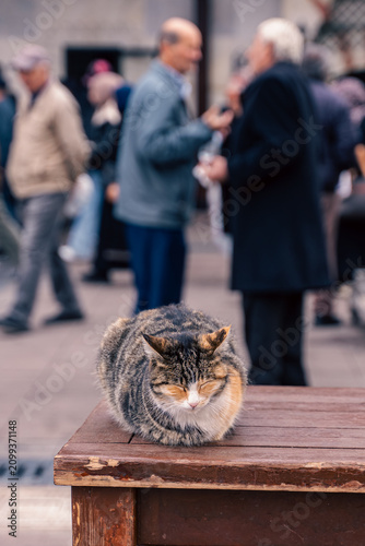Images of the sea, street cats, and dogs at sunset