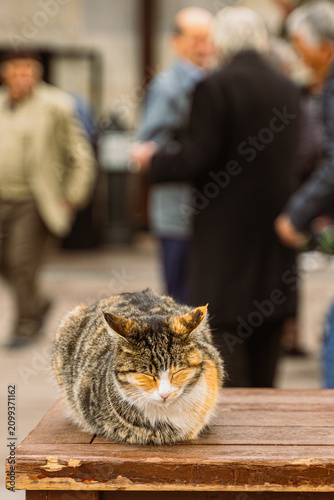 Images of the sea, street cats, and dogs at sunset