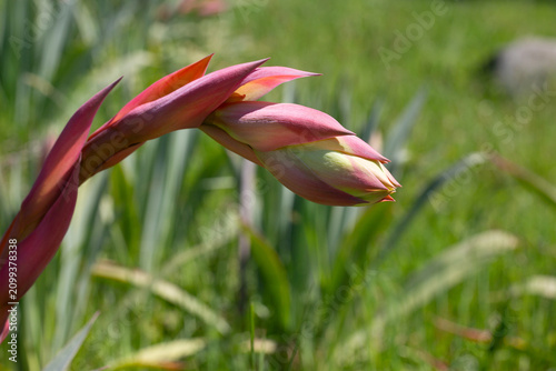 Obraz na plátne Beschorneria yuccoides, or Mexican lily