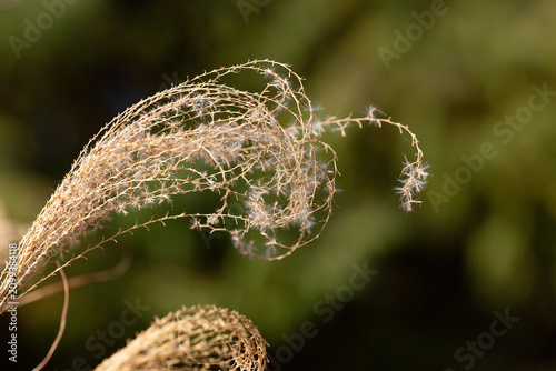 Yellow grass background, blurred focus,Abstract blurred grass background. Selective focus used.