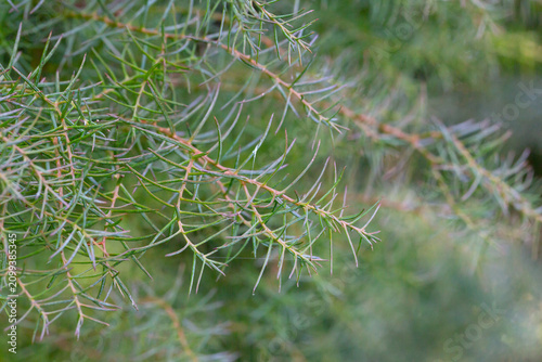 The cryptomeria japonica cristata is a Japanese cedar with a typical roostercomb. Detail, Natural coniferous green background, selective focus