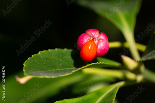 Close-up of orange fruits on the Japanese spindle tree (Eunymus japonicus). In autumn, the fruits (caps) split into four parts, releasing orange seeds.
