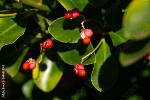 Close-up of orange fruits on the Japanese spindle tree (Eunymus japonicus). In autumn, the fruits (caps) split into four parts, releasing orange seeds.