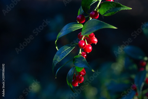 Sarcococca ruscifolia branch close up with red berries