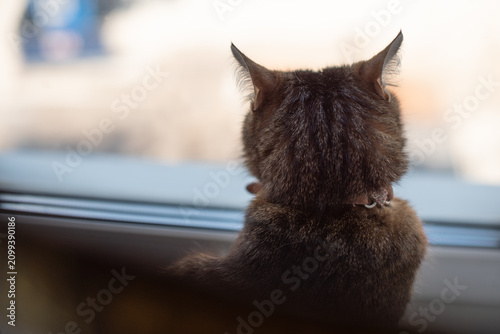 Bilde på lerret A brown domestic cat with short fur sits on a windowsill, gazing outside