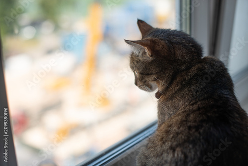 Bild auf Leinwand A tabby cat sits on a windowsill, gazing outside at a construction site