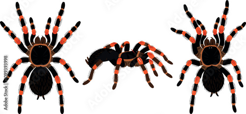 Bild auf Leinwand Mexican Redknee Tarantula Spider Vector Illustration Set Featuring Brachypelma H