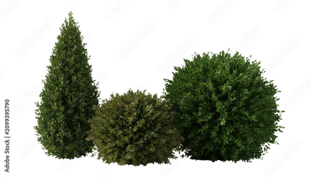 Fototapeta premium Isolated green shrub and conifer tree, clipped garden bushes on white background, landscaping evergreen foliage photo PNG