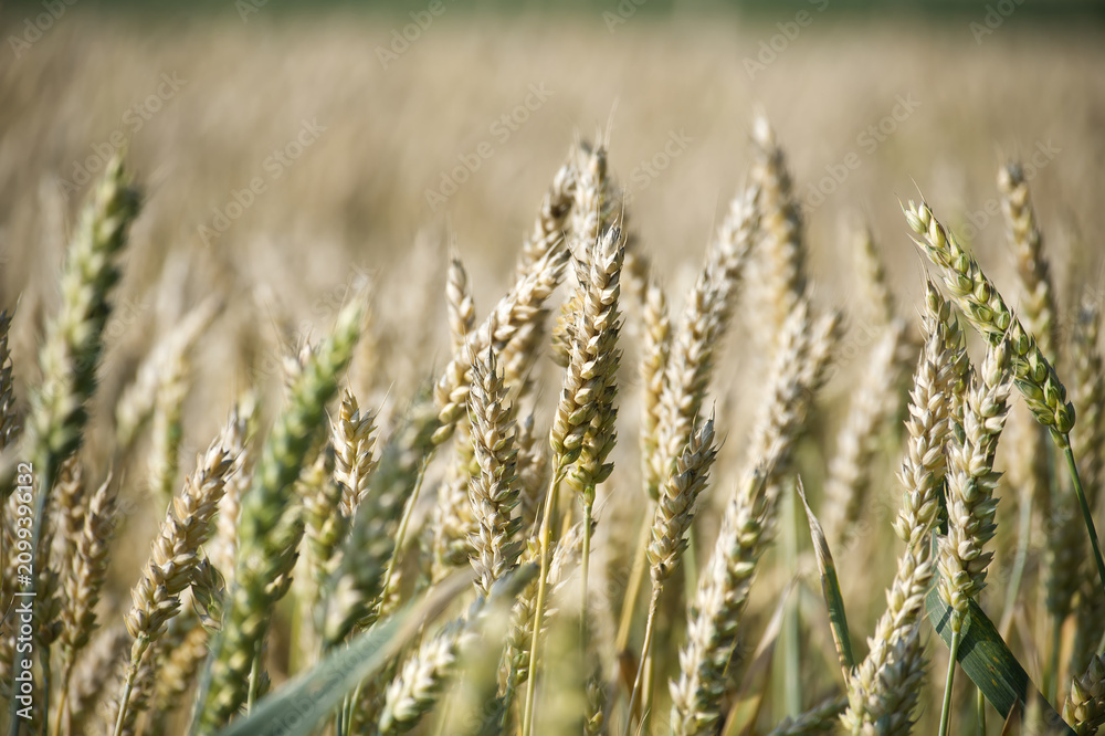 Fototapeta premium Close-up view of ripe wheat stalks ready for harvest in a golden field