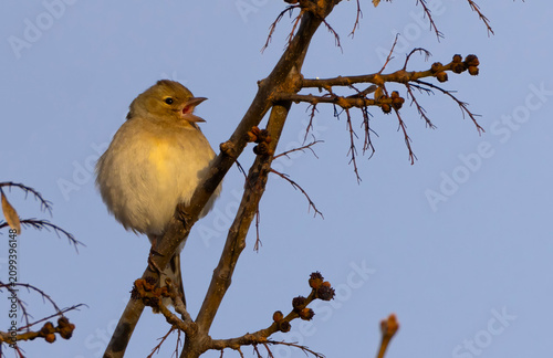 Bild auf Leinwand Small bird singing on bare branch against blue sky