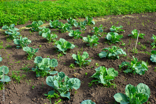 Photos Капуста на огороде.Cabbage in the garden.