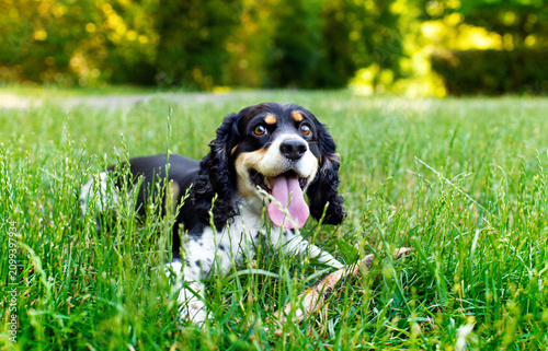 Black and white dog of the English Cocker Spaniel breed lies in green grass on a blurred park background. The dog opened its mouth and shows its tongue. Training. The photo is horizontal and blurred.