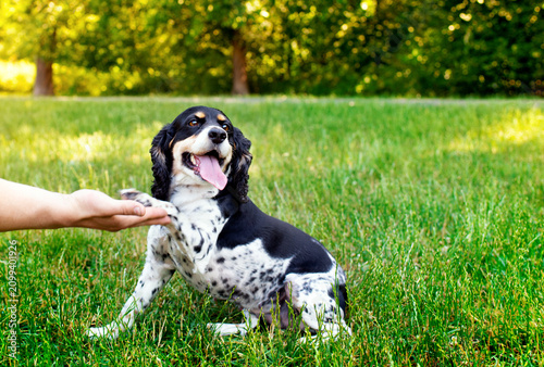 Black and white English Cocker Spaniel dog sits sideways in green grass on a blurred park background. The dog gives its paw to the owner's hand. Training. The photo is horizontal and blurred.