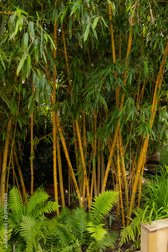 Yellow bamboo stalks with green leaves and ferns in botanical garden